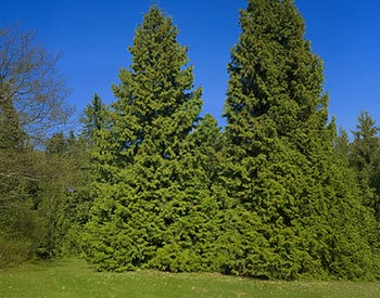 Northern White Cedar Trees