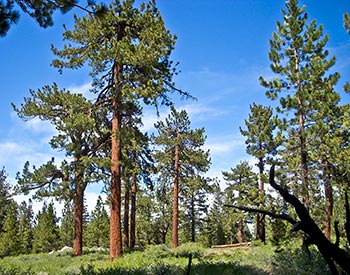 Southern Yellow Pine Trees