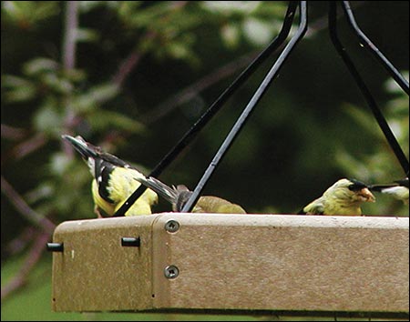 Poly Lumber Hanging Tray Birdfeeder w/ Weatherguard