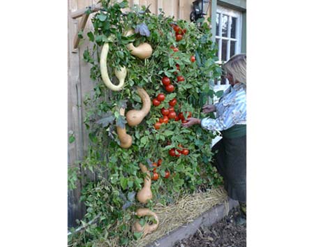 Skyscraper Garden ™ Trellis